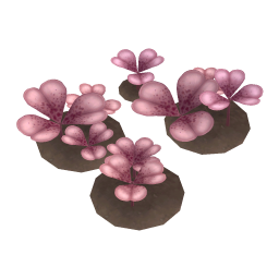 Rose Clover