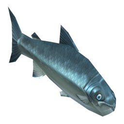 Joyful Salmon