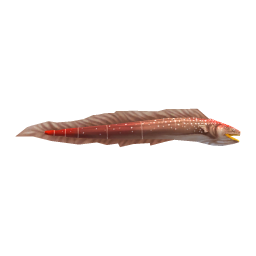 Conger Eel