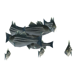 Striped Bass