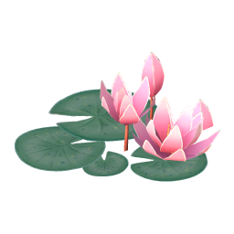 Broad Water Lily