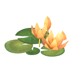 Peach Glow Water Lily