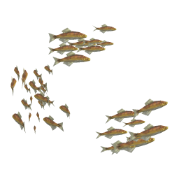 Ochre Herring
