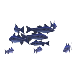Tempest Cod