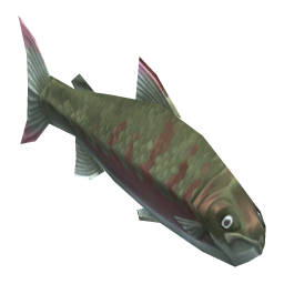 Chum Salmon
