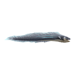 Gray Eel