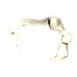 Great White Shark Jaw
