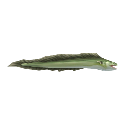Rord Eel