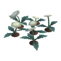 Rock Dandelion