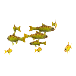 Gila Trout
