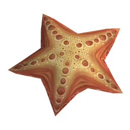 Duckfoot Starfish