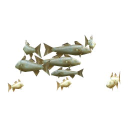 Pearly Cod