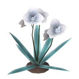 Symphony Orchid