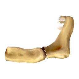 Eroded Shark Jaw