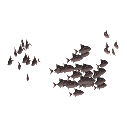 Dream Bream