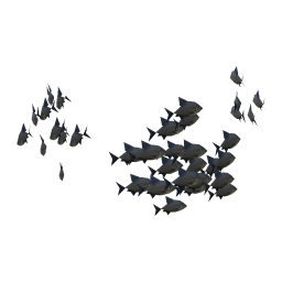 Black Bream