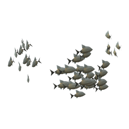 Cream Bream