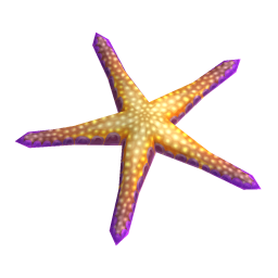 Asterina Starfish