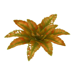 Thicket Dock Leaf