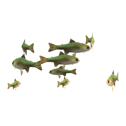 Scout Trout