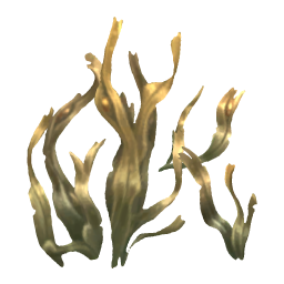 Bladder Wrack