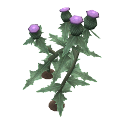 Scepter Thistle