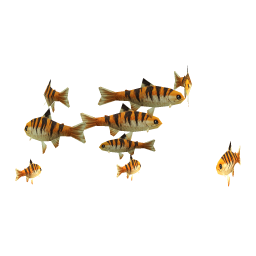 Tiger Trout