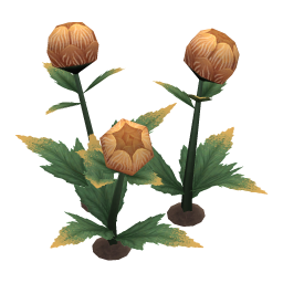 Puffed Globeplant