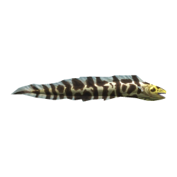 Leopard Eel