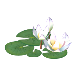 White Water Lily