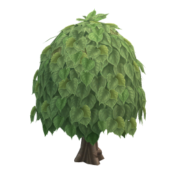 Linden Tree