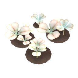Pearl Clover
