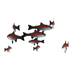Cutthroat Trout
