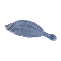 Stone Flounder