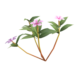 Striped Periwinkle
