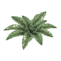 Speckled Dock Leaf