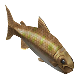 Orange Salmon
