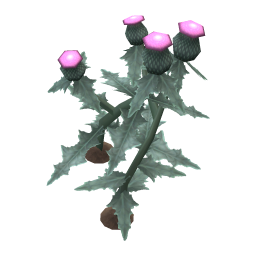 Spear Thistle