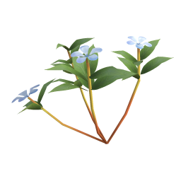 Blue Periwinkle