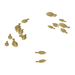Common Dab