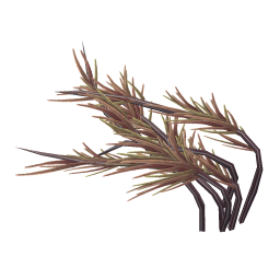 Rubbery Pond Weed