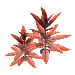 Pineapple Sage