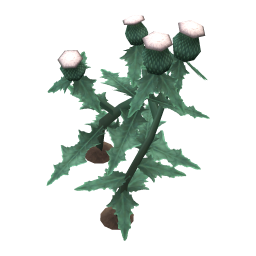 Creeping Thistle