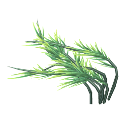 Matted Pond Weed