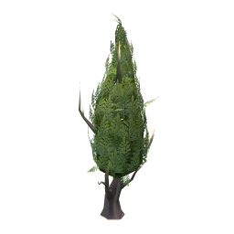 Cypress Tree (average)