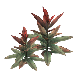 Scarlet Sage