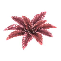 Sharp Edge Dock Leaf