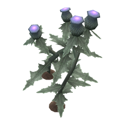 Wavyleaf Thistle
