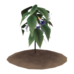 Equinox Bellplant