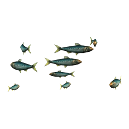 Oily Sardines